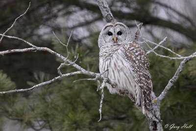Barred Owl 10- Presquile Provincial Park.jpg