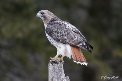 Red Tailed Hawk 2 - Presquile Provincial park.jpg