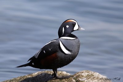 Harlequin - Humber Bay 3.jpg