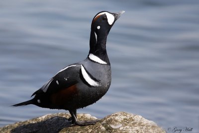 Harlequin - Humber Bay4.jpg