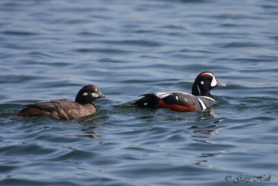 Harlequin Pair - Humber Bay 2.jpg