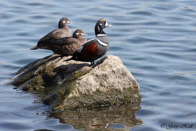 Harlequins - Humber Bay.jpg