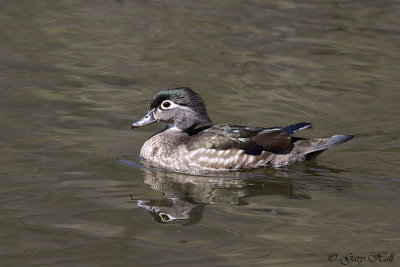 Female Wood Duck - High Park.jpg