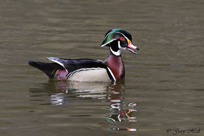 Wood Duck - High Park 3.jpg