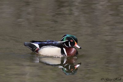 Wood Duck - High Park.jpg