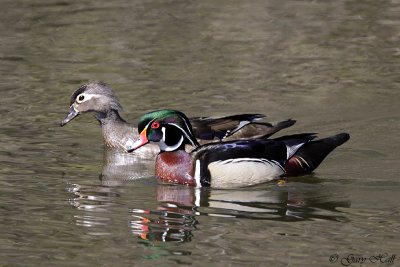 Wood Duck Pair - High Park.jpg