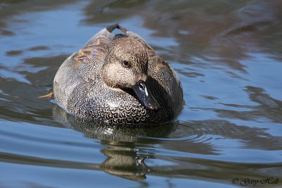Gadwall.jpg