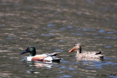 Northern Shoveler.jpg