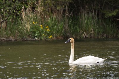 Young Trumpeter - Palgrave Pond.jpg