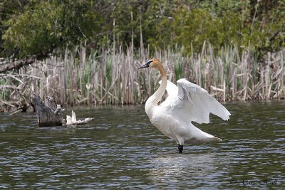 Young Trumpeter - Palgrave Pond 2.jpg