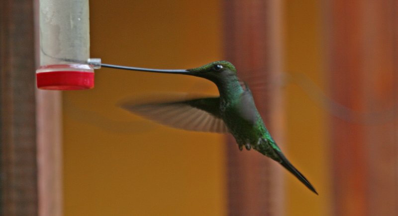 Sword-billed Hummingbird