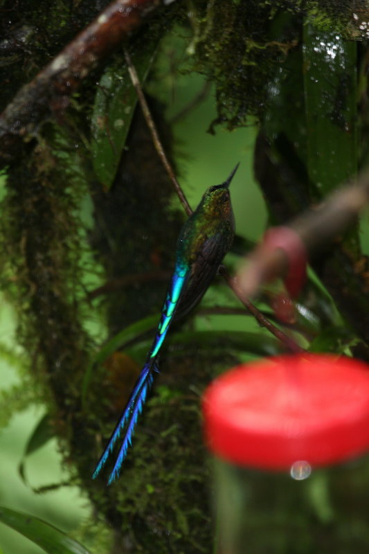 Long-tailed Sylph