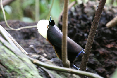 Magnificient Bird of Paradise displaying