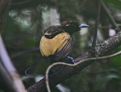 Magnificient Bird of Paradise