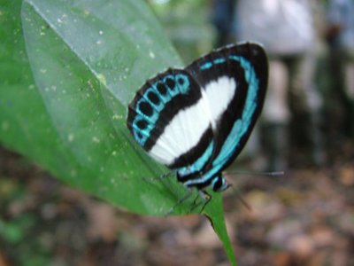 Nymphalia