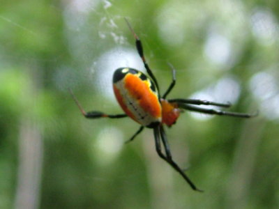 Orb Weaver