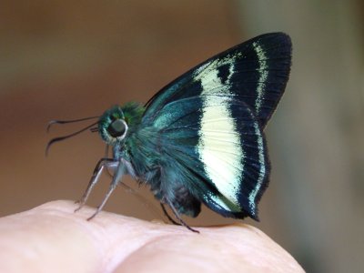 Skipper