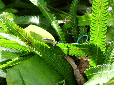 Five-line Skink Look alike