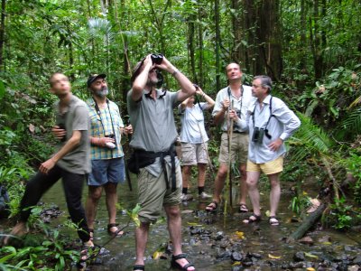 Viewing the Southern Crowned Pigeon