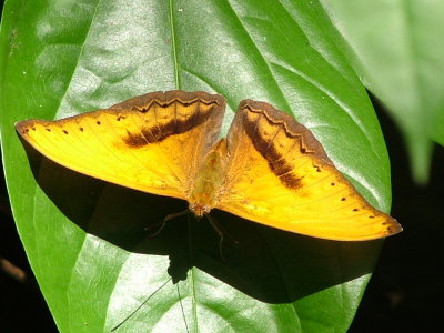 Interesting Butterfly