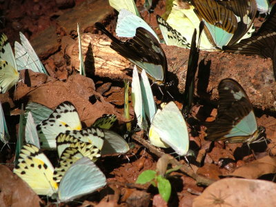 Butterflies Puddling