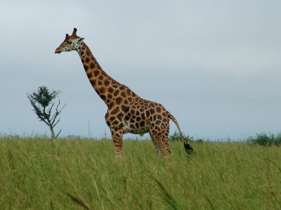 Baringo Giraffe