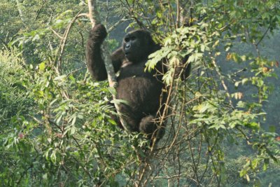 Mountain Gorilla