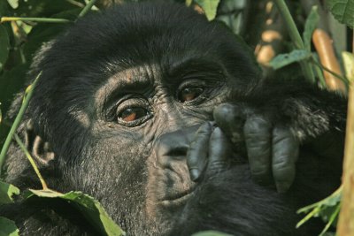 Reflective Young Mountain Gorilla