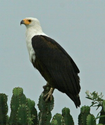 African Fish Eagle