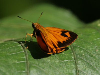 Unknown Skipper