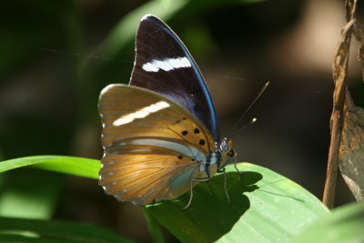 Unknown Butterfly