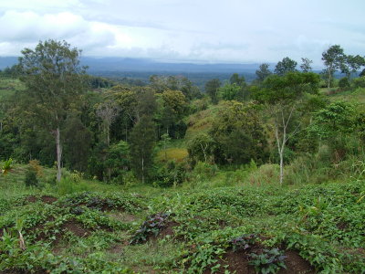 View from Peter's Garden