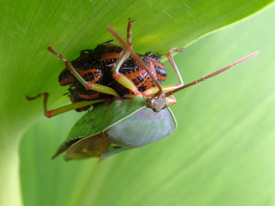 Hemiptera.JPG