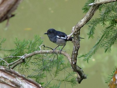 Oriental Magpie-robin