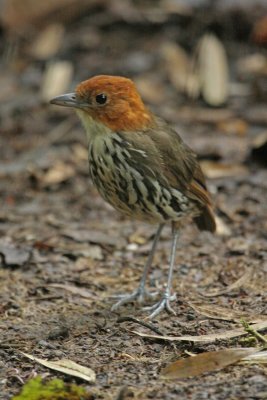Chestnut-crowned Antpitta