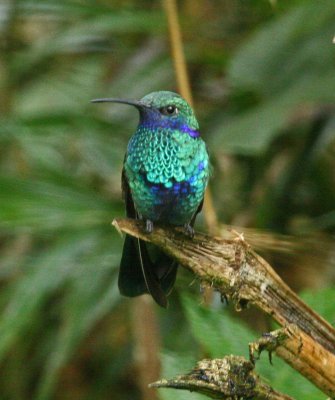 Sparkling Violetear
