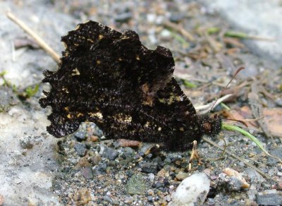 Really Cryptic Butterfly