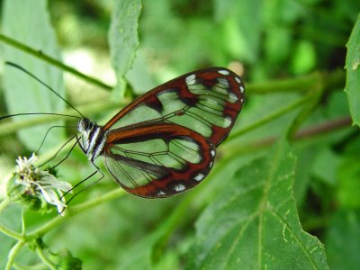 Clear wing Heliconian