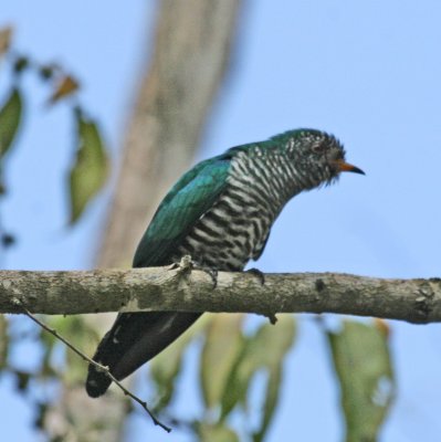 Emerald Cuckoo
