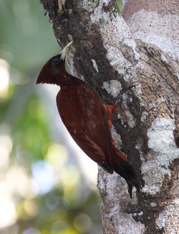 Chestnut Woodpecker