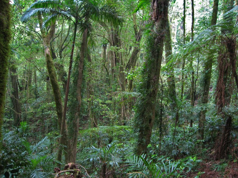 Lamington Rainforest (Australia)