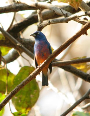 MEXICO: Birds