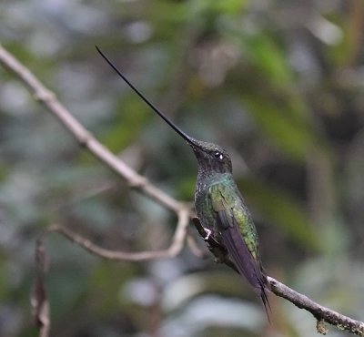 Sword-billed Hummingbird