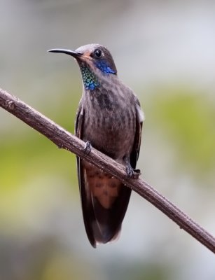 Brown Violetear