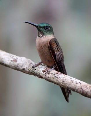 Fawn-breasted Brilliant