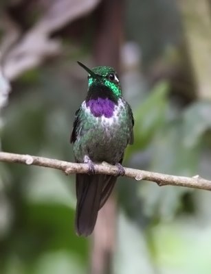 Purple-bibbed Whitetip