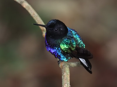 Velvet-purple-Coronet