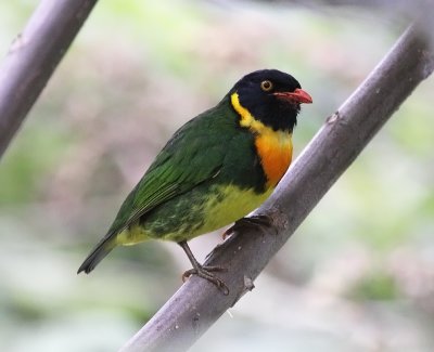 Orange-breasted Fruiteater