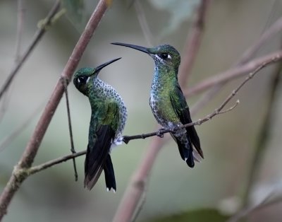 Green--crowned Brilliants fighting