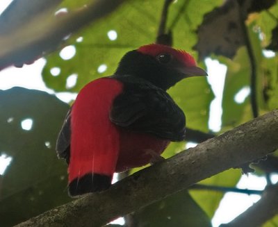 Black-necked Red Cotinga